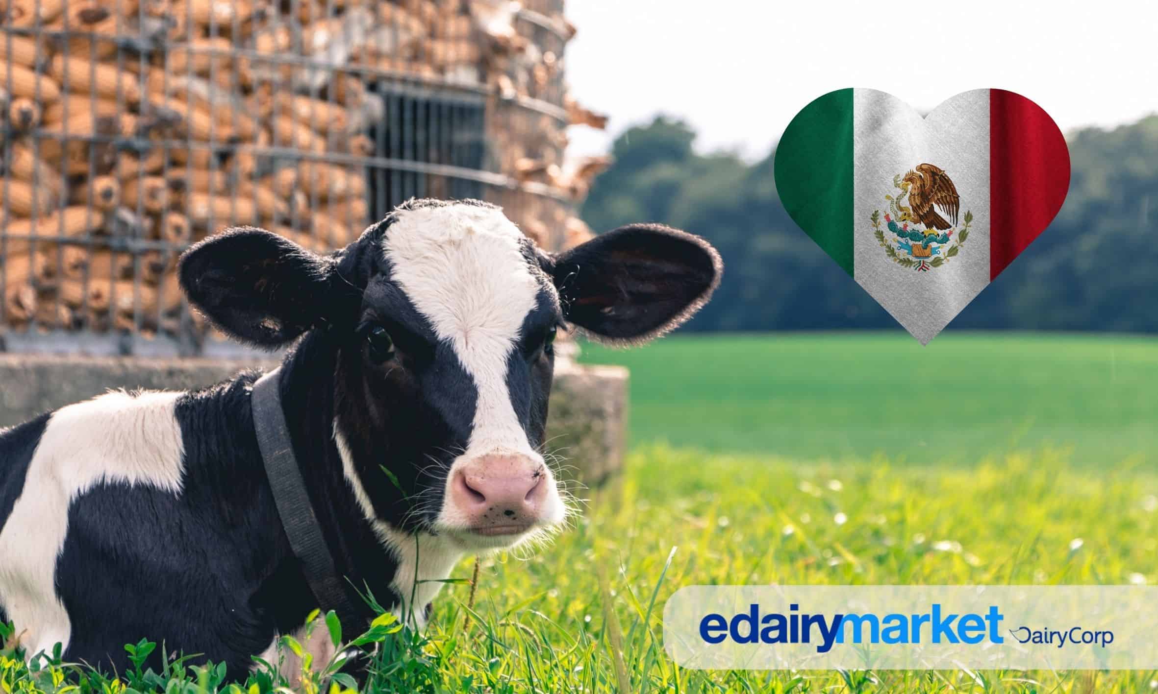 ¡The Liquid Gold of Mexico! Get to Know the Cattle Breeds That Are Transforming the Dairy Industry
