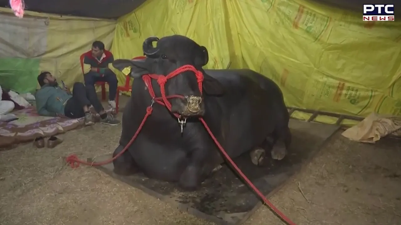 Gholu 2 Iconic buffalo sensation steals hearts at Bihar dairy expo