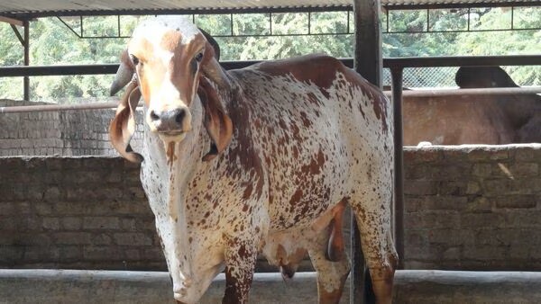 India imports bull semen from Brazil to raise milk production