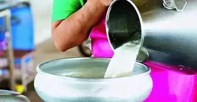Daily milk collection in Indore at a five-year high