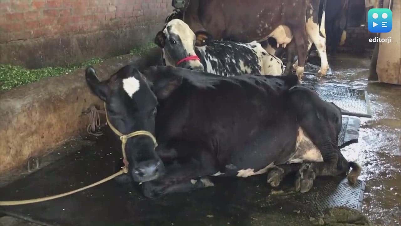 50% cattle vaccinated against lumpy skin disease in Punjab