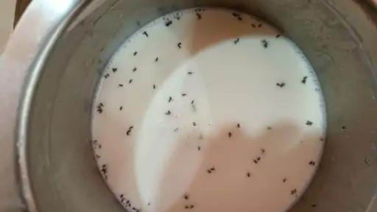 Gujarat Amul Customer In Ahmedabad Finds Dead Ants In Milk Pouches, Seeks Compensation And Investigation
