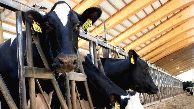 Scorching summer heat raises concerns for livestock health; Increased sunburn risks identified