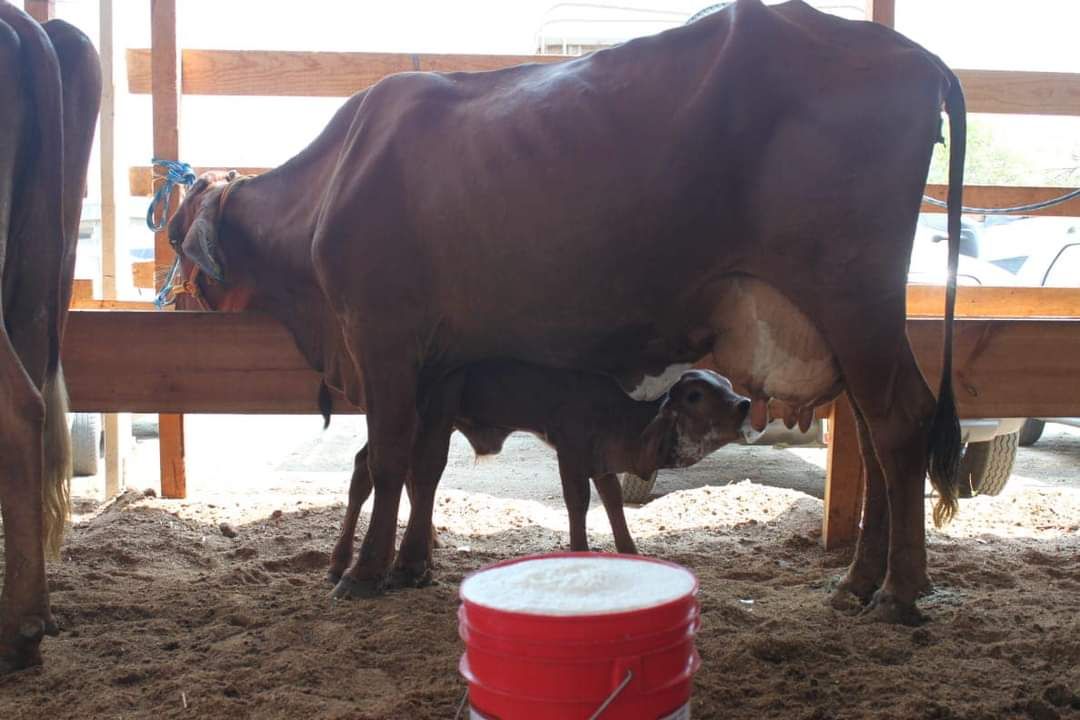 Piden aumentar el precio del litro de leche ganaderos de la Costa Grande